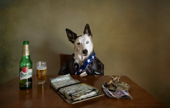 Picture look, beer, dog