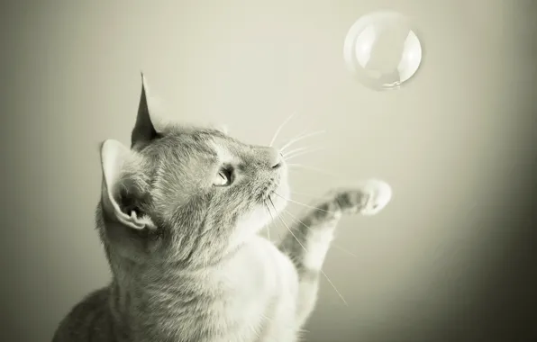 Picture cat, the game, bubble