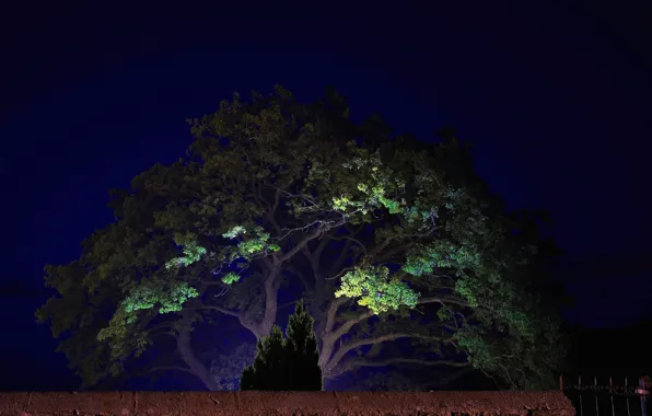 Picture light, landscape, night, tree