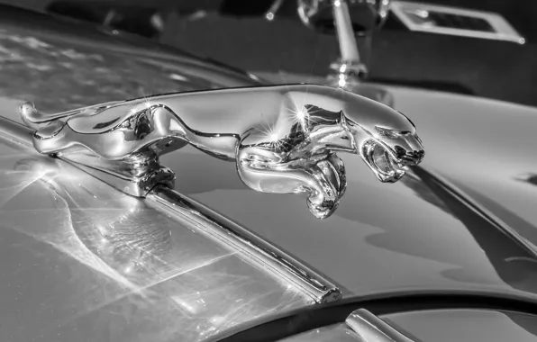 Picture macro, Jaguar, the hood, emblem