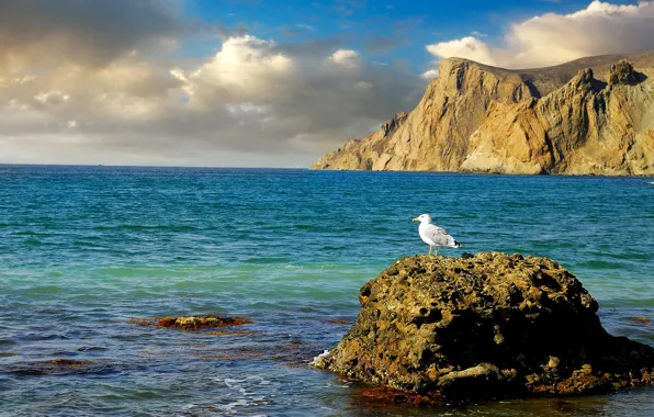 Picture sea, stones, rocks, shore, Seagull, Crimea