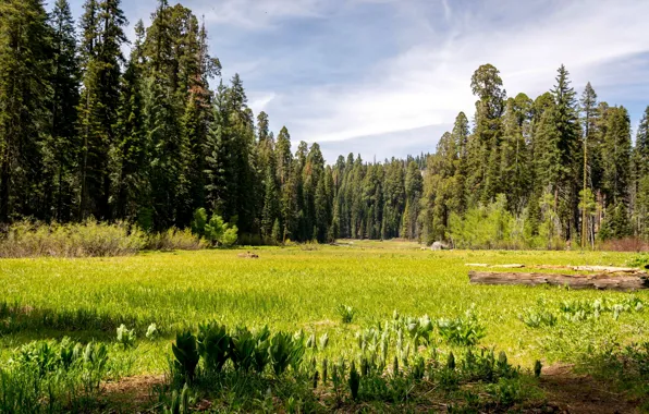 Picture forest, grass, trees, glade, CA, USA, lawn, Sequoia National prak