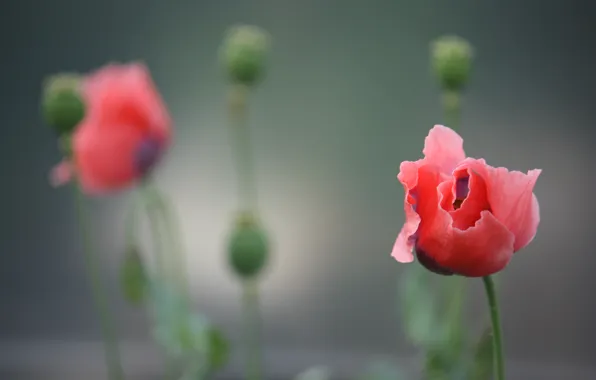 Picture flower, red, background, Mac, petals, blur, stem, buds