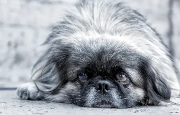 Picture sadness, look, face, Pekingese