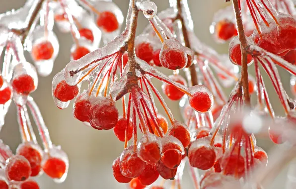 Picture winter, macro, branches, berries, ice, frost, red, cold
