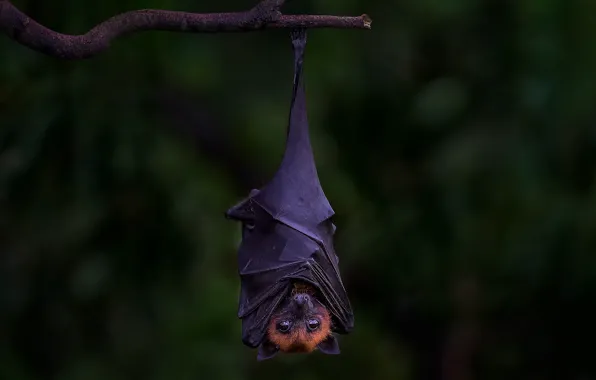 Picture background, branch, flying Fox