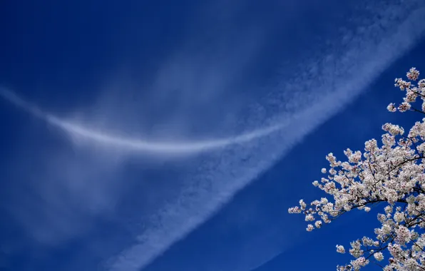 Picture the sky, clouds, branches, cherry, Sakura
