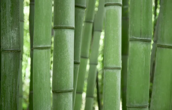 Picture bamboo, Green