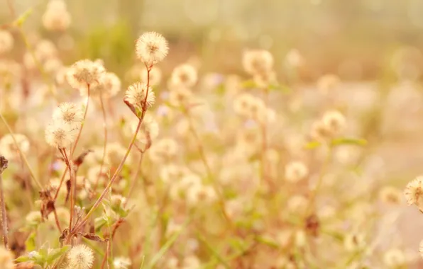 Picture leaves, macro, flowers, branches, background, plant, widescreen, full screen, HD wallpapers, widescreen