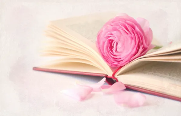 Picture flower, macro, background, book