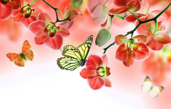 Picture butterfly, flowers, Orchid, flowers, beautiful, orchid, butterflies