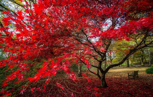 Picture autumn, leaves, Park, tree, bench, the crimson