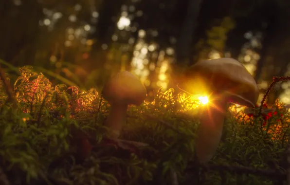Picture grass, the sun, rays, mushrooms