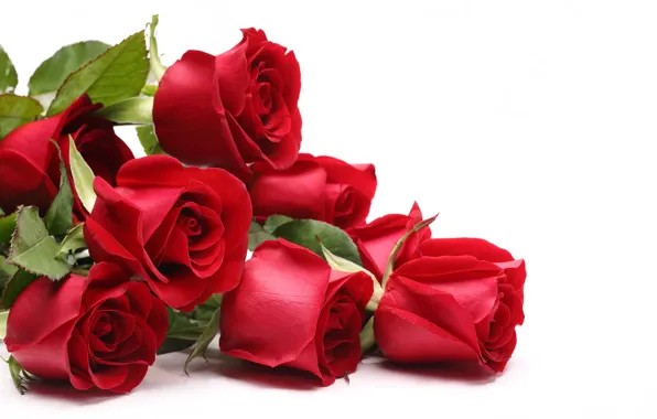 Picture red, Roses, March 8, international women's day