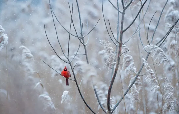 Picture red, bird, winter, freeze, wildlife, cardinal, frost, snowing