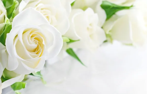 Picture flowers, Bud, white roses
