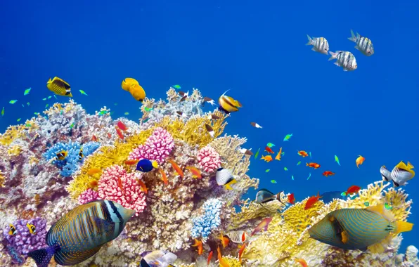 Picture fish, the ocean, world, underwater world, underwater, ocean, fishes, tropical, reef, coral, coral reef