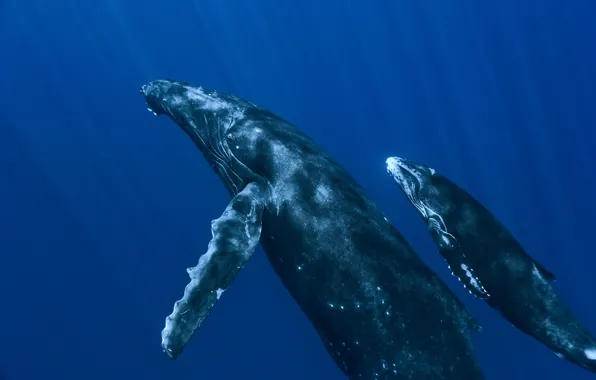 Picture the ocean, whales, under water