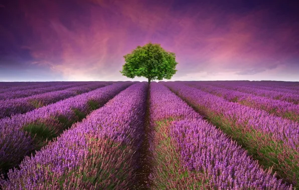 Picture field, sunset, tree, lavender