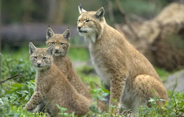 Picture look, cats, ears, lynx, wild, three, brush, sitting, look