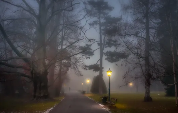 Picture fog, lights, Park, alley