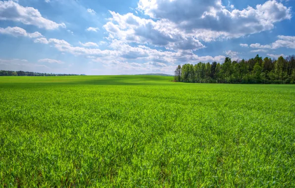 Picture field, the sky, grass, clouds, trees, green