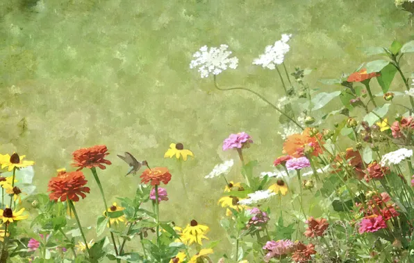 Picture flowers, bird, texture, meadow, Hummingbird