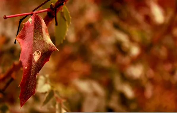 Picture autumn, macro, red, sheet, blur