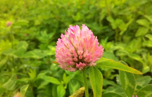 Picture flower, grass, pink, clover