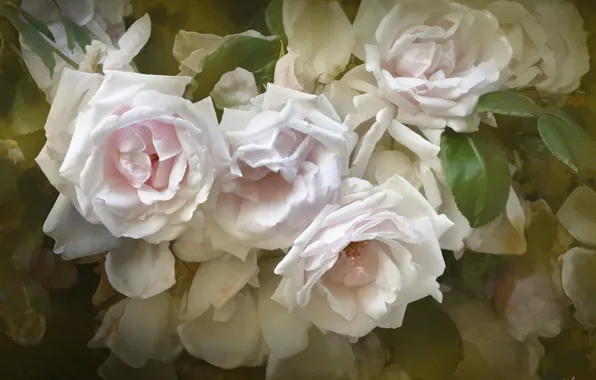 Picture roses, texture, petals