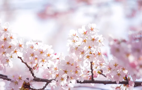 Picture the sky, the sun, light, flowers, branches, spring, petals, Sakura, pink, flowering