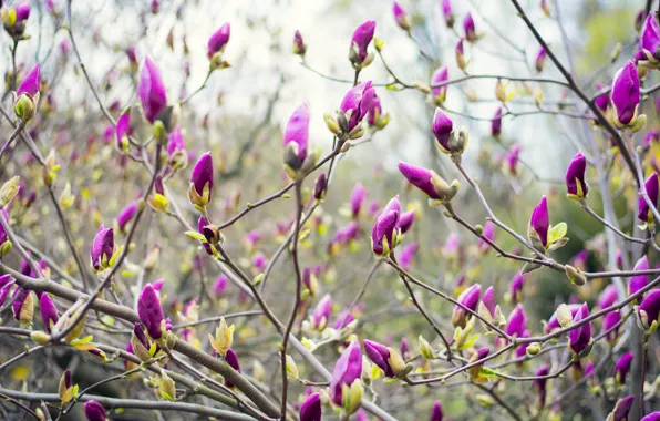 Picture spring, may, Sunny, Ukraine, Magnolia, The Botanical garden
