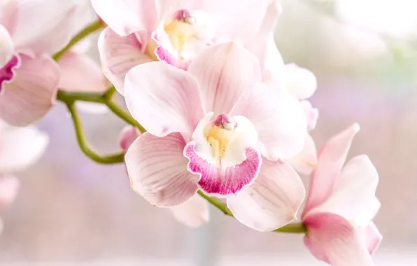 Picture pink, tenderness, Orchid