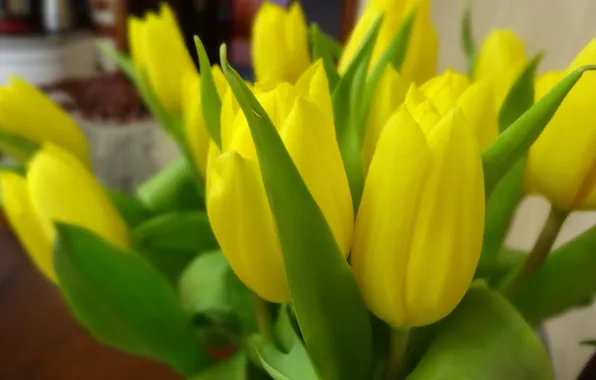 Picture flowers, bouquet, yellow tulips
