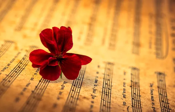 Picture flower, notes, bokeh