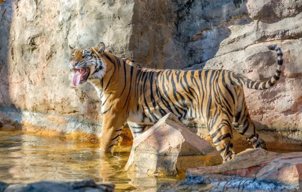 Picture language, strips, tiger, pose, predator, bathing, beauty, fangs, grin, wild cat, tigress, grimace, zoo, pond