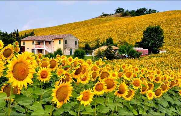 Picture field, the sky, flowers, house, hills, sunflower, Italy
