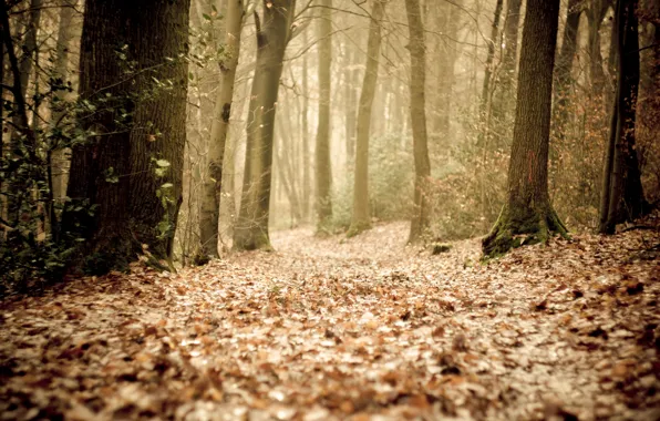 Picture autumn, forest, leaves, trees, fog, the way, track