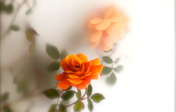 Picture leaves, rose, orange, blur