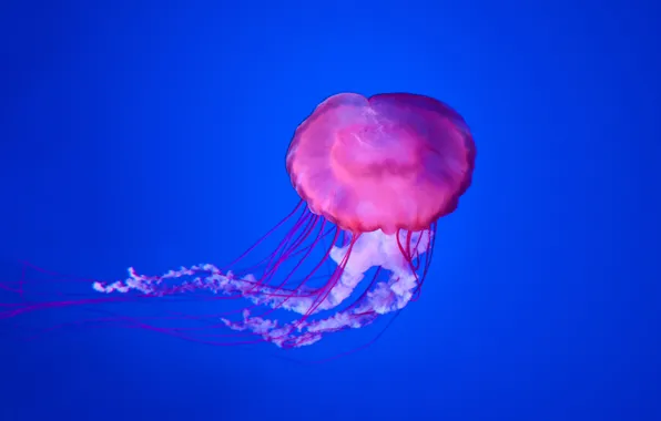 Picture underwater, blue, jellyfish