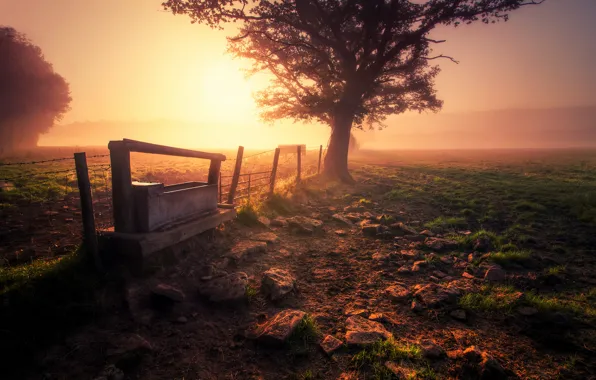 Picture field, grass, nature, fog, tree, earth, the fence, morning