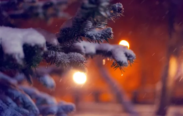 Picture winter, macro, snow, nature, lights, tree, tree, spruce, branch, the evening, tree