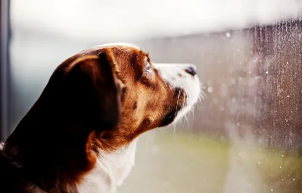Picture glass, drops, rain, dog, window, looks