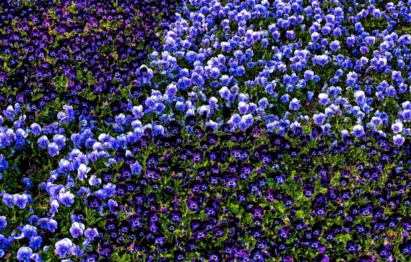 Picture Pansy, viola, violet garden
