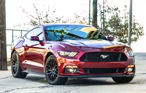 Picture Mustang, Ford, red, 2015