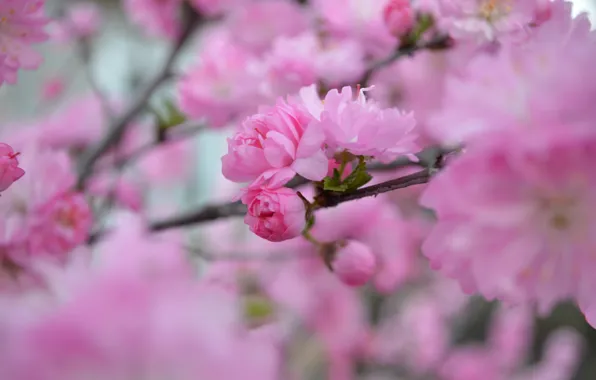 Picture pink, beauty, spring, petals, Sakura, flowering