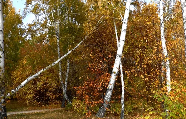 Picture forest, Autumn, birch, desktop background