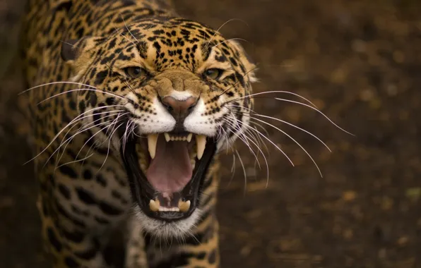 Picture mustache, macro, predator, blur, mouth, grin, Jaguar, wild cat