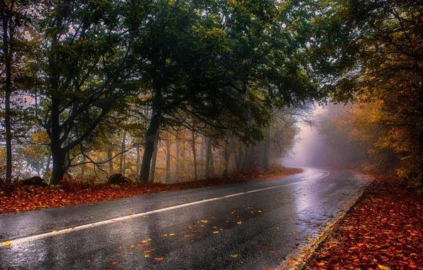 Picture road, autumn, trees, landscape, nature, fog