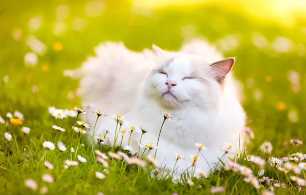 Picture cat, flowers, Daisy, bliss, Ragdoll